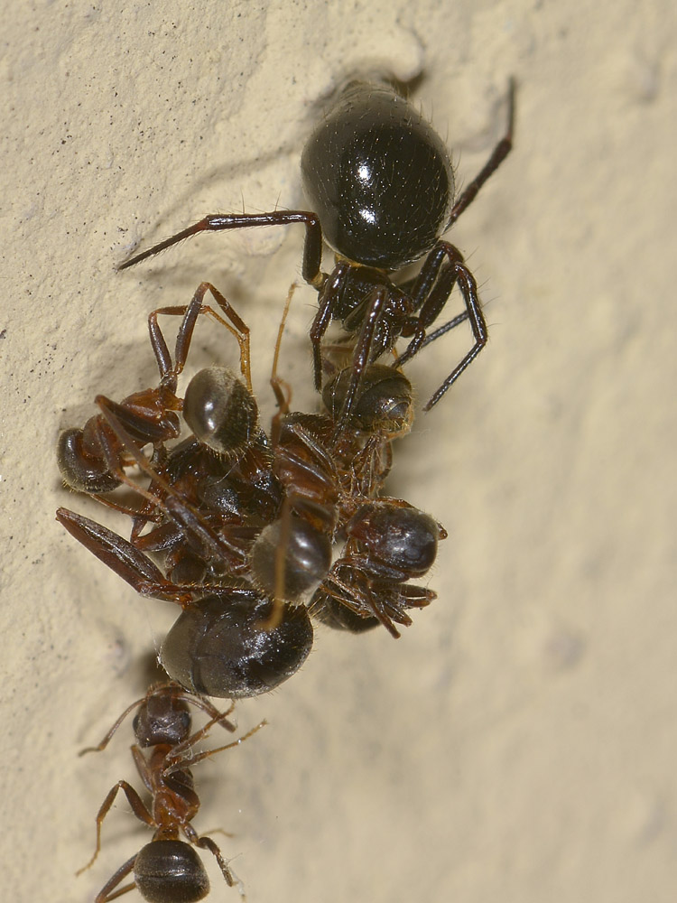 Euryopis episinoides con formiche predate - Borrello (CH)